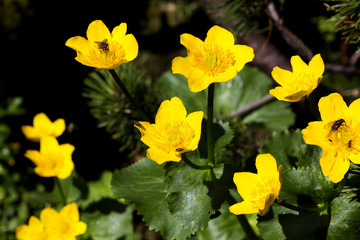 Kwiaty © fishcrosser