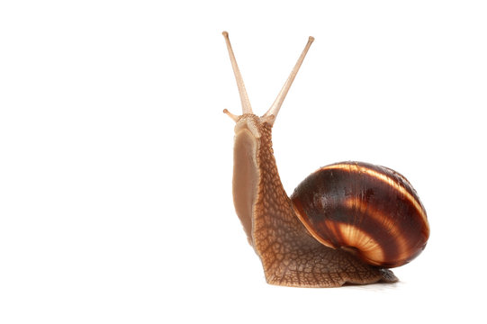 snail