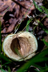 Hickory Fruit