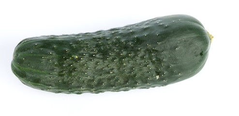 cucumber isolated