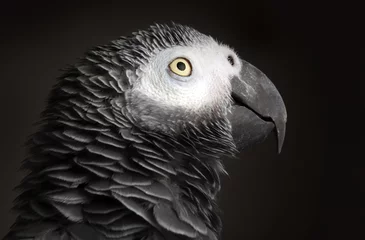 Gordijnen African Grey Parrot © Mikael Damkier