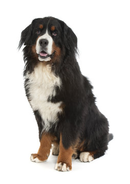 Berner sennen dog