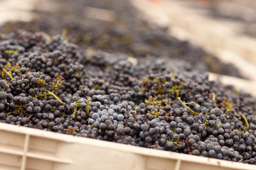 Harvested Red Wine Grapes in Crates