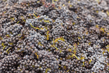 Harvested Red Wine Grapes Ready for the Press