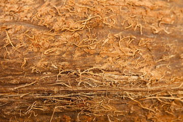 coconut texture