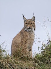 Lince ibérico