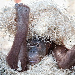 Fototapeta premium cute orangutan hiding under hay