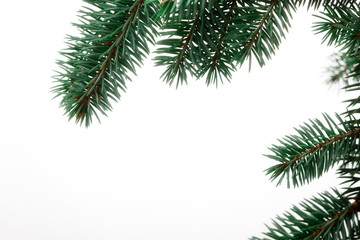 Pine Sprig for Christmas