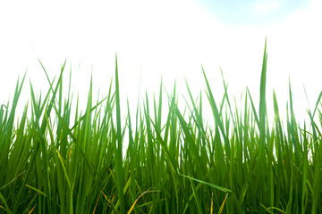 Fresh Dark Green Grass On White Cloud