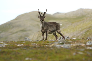 Naklejka na ściany i meble Reindeer in Norway