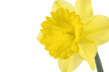 Tableaux ronds sur aluminium Narcisse daffodil