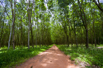 Fototapeta premium rubber trees