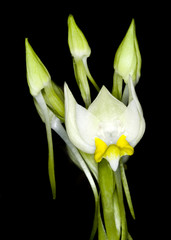 Obraz premium the species orchid of thailand