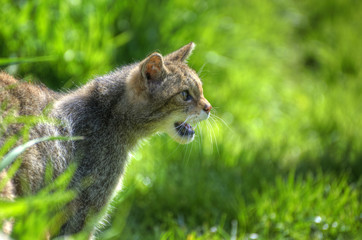 Fantastic close up of Scottish wildcat capturing character and e