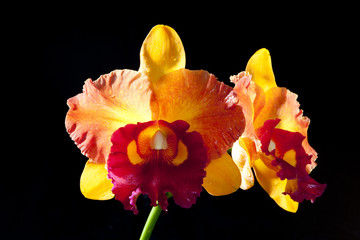cattleya 2