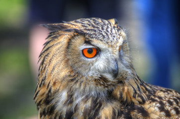 Superb close up of European Eagle Owl with bright orange eyes an