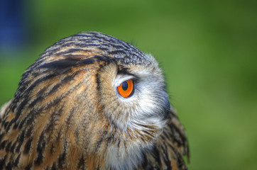 Superb close up of European Eagle Owl with bright orange eyes an