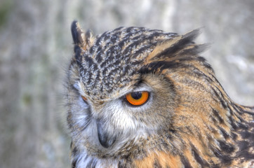 Superb close up of European Eagle Owl with bright orange eyes an