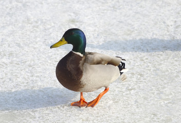 duck on the ice river.