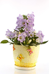 campanula