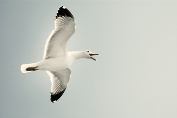 Sea gull in flight on a blue sky