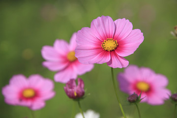 Fototapeta premium コスモス