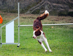 Border Collie Agility Dog