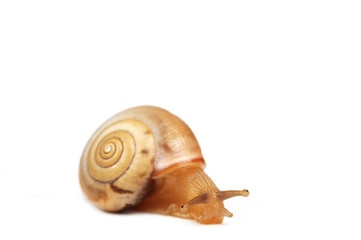 snail