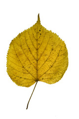 Autumn leaf close up isolated on white