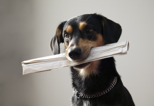 Dog with metal chain is holding newspaper