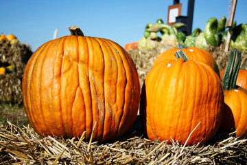 Sch&ouml;ne K&uuml;rbisse