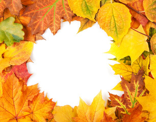 Naklejka na ściany i meble Yellow autumn leaves isolated on white