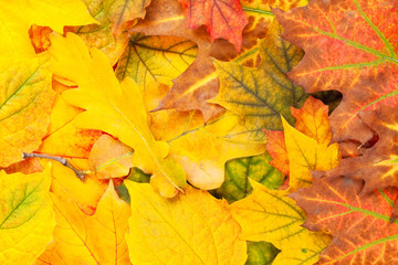 Beautiful yellow leaves background