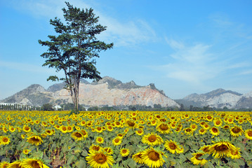 Sunflower field with trees in the middle behind a mountain.
