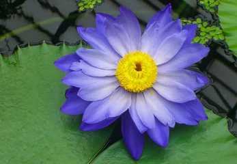 Crédence de cuisine en verre imprimé Nénuphars Blue water lily