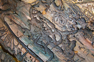 Wooden hieroglyphs