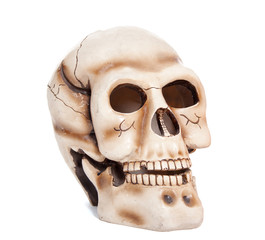 Obraz premium Skull of the person