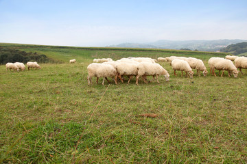 Naklejka na ściany i meble Sheeps in basque country landscape