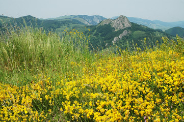 Fototapeta premium Landscape with yellow flowers and blue sky