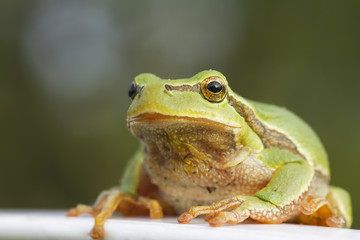 tree frog looking straight at camera