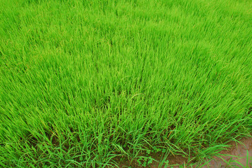 Vast green rice fields.