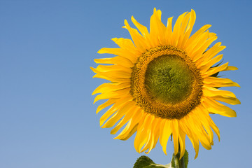 Single sunflower against clear blue sky