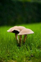 Mushrooms on grass