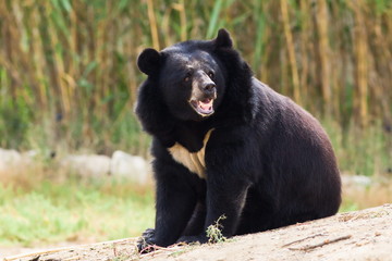 Black bear roaring - obrazy, fototapety, plakaty