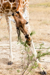 Giraffe eating branch