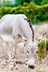 Somali wild ass eating