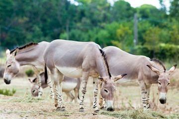 Somali wild ass group