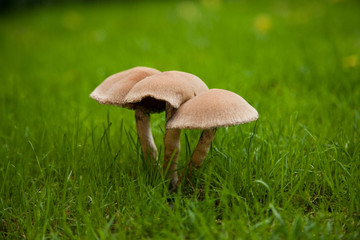 Trio of mushrooms