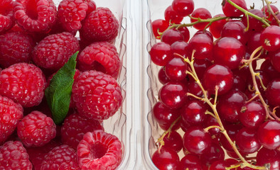 Beautiful raspberries