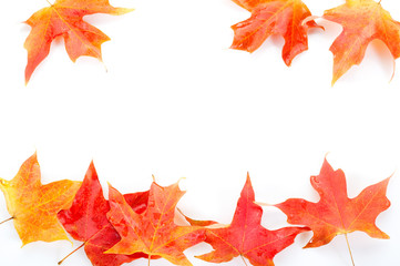 Naklejka na ściany i meble Autumn Leaves-Foglie Autunnali